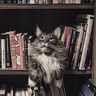 Cat in Book Image